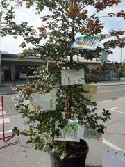 OKRASITEV 5 FOTO DANIJELA STERLE